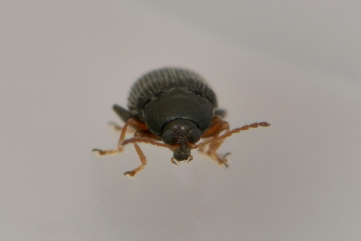 Epitrix pubescens, Chrysomelidae